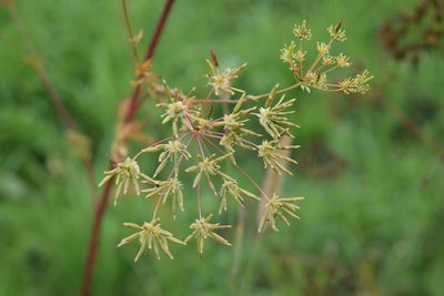 Chaerophyllum prescottii, photographed by Natalya Ivanova
