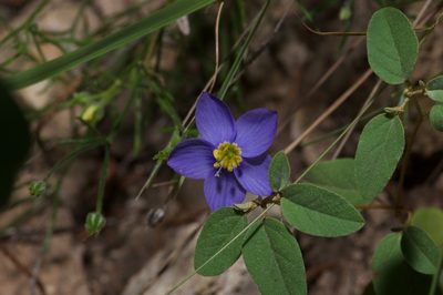 Giliastrum rigidulum, photographed by Michelle W. （鍾偉瑋）