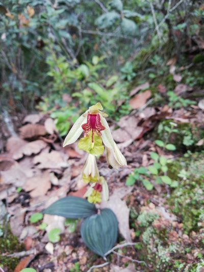 Bletia gracilis, photographed by Sandino Guerrero