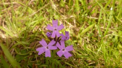 Verbena selloi, photographed by Florencia Grattarola