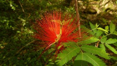 Calliandra tweediei, photographed by Florencia Grattarola