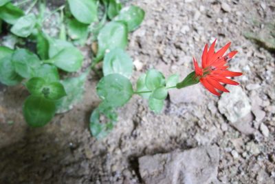 Silene rotundifolia, photographed by Anna Hess