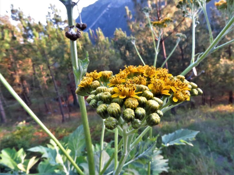 Verbesina olsenii, photographed by Annika Lindqvist