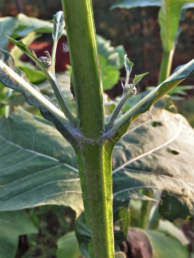 Verbesina olsenii, photographed by Annika Lindqvist