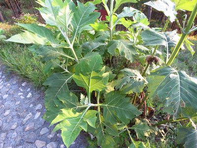 Verbesina olsenii, photographed by Annika Lindqvist