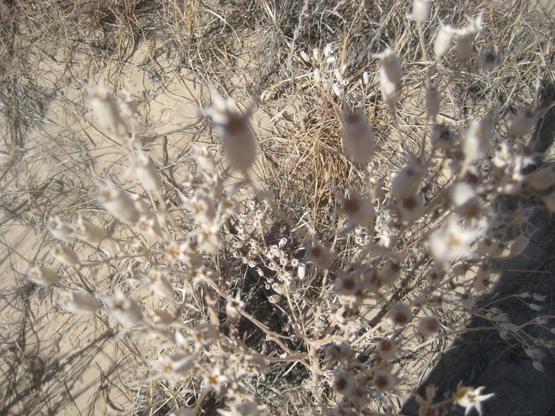 Mentzelia strictissima, photographed by Eric Knight