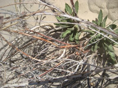 Oenothera cinerea, photographed by Eric Knight
