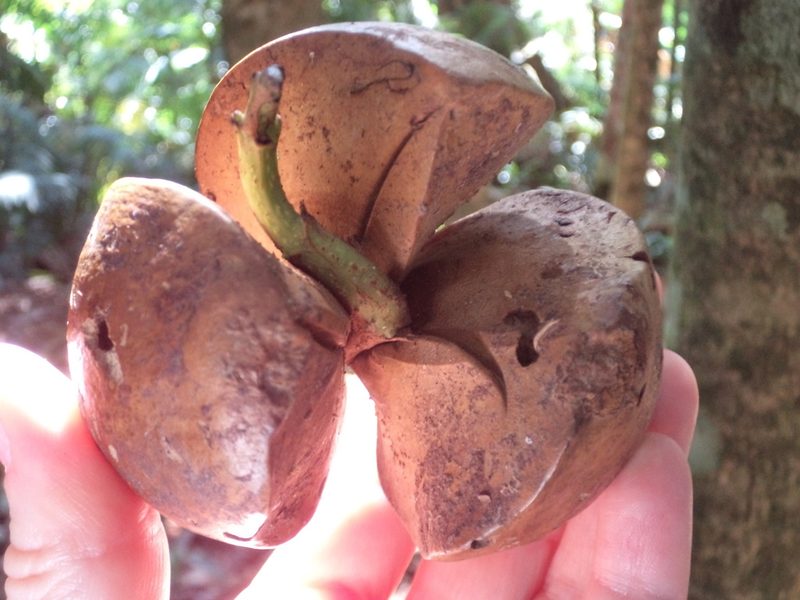 Idiospermum australiense, photographed by redrovertracy