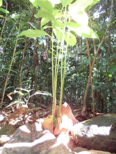Idiospermum australiense, photographed by redrovertracy