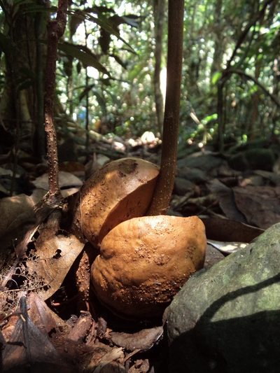 Idiospermum australiense, photographed by redrovertracy