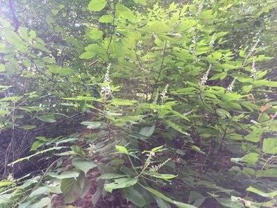 Clethra acuminata, photographed by Roseanna Denton