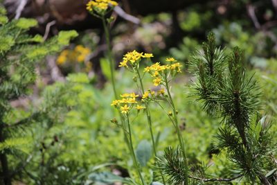 Senecio wootonii, photographed by Ashwin Srinivasan