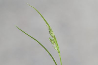 Carex leptonervia, photographed by Owen Strickland