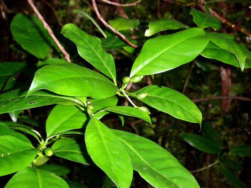 Psychotria whistleri, photographed by Peter de Lange