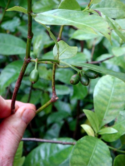 Psychotria whistleri, photographed by Peter de Lange