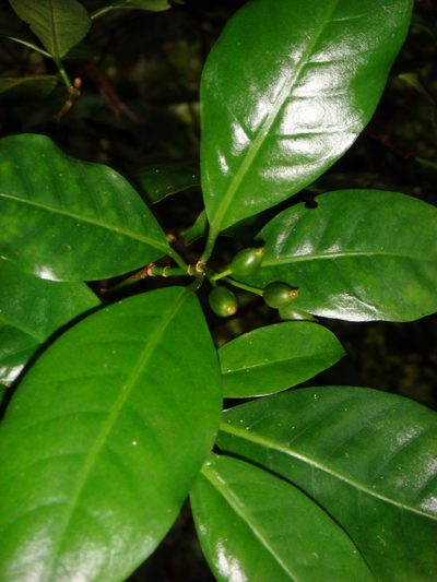Psychotria whistleri, photographed by Peter de Lange