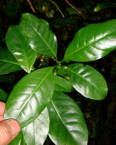 Psychotria whistleri, photographed by Peter de Lange