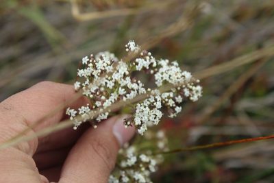 Valeriana pilosa, photographed by Andrés Ramírez-Barrera