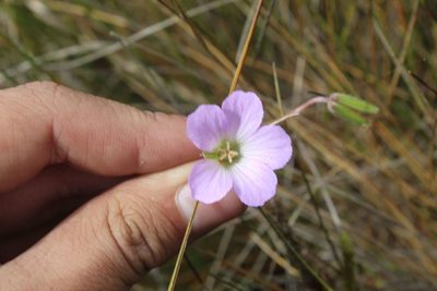 Geranium santanderiense, photographed by Andrés Ramírez-Barrera