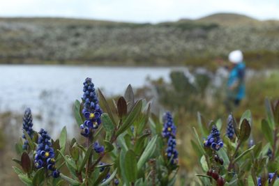 Monnina aestuans, photographed by Andrés Ramírez-Barrera
