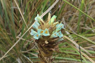 Puya boyacana, photographed by Andrés Ramírez-Barrera