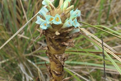 Puya boyacana, photographed by Andrés Ramírez-Barrera