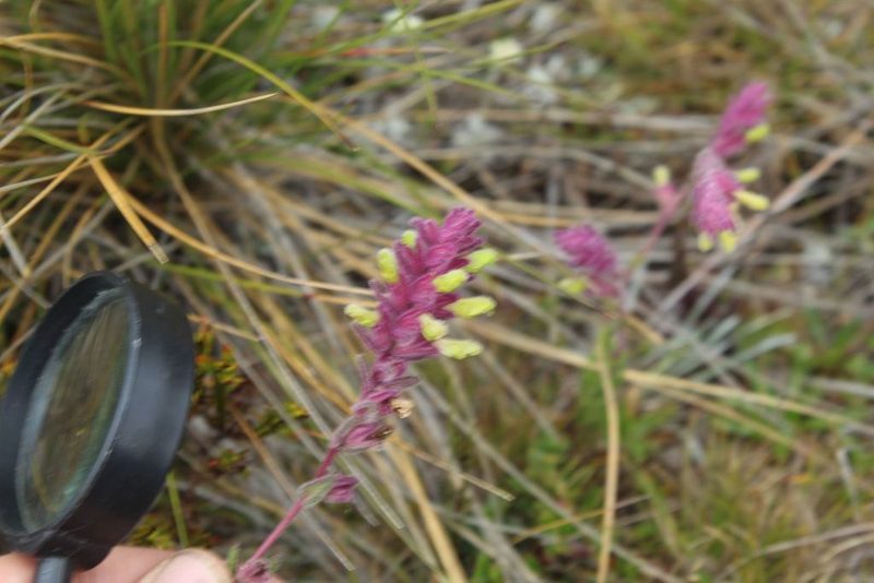 Neobartsia laniflora, photographed by Andrés Ramírez-Barrera