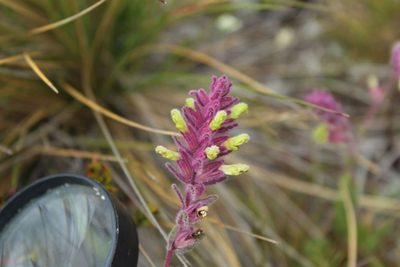 Neobartsia laniflora, photographed by Andrés Ramírez-Barrera