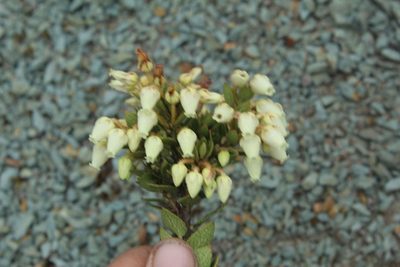 Gaultheria anastomosans, photographed by Andrés Ramírez-Barrera