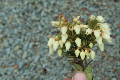 Gaultheria anastomosans, photographed by Andrés Ramírez-Barrera