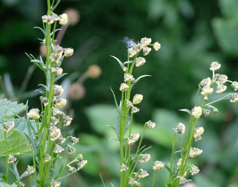 Artemisia arctica, photographed by Connie Taylor