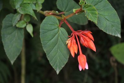 Begonia ferruginea, photographed by Andrés Ramírez-Barrera