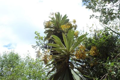 Espeletia pleiochasia, photographed by Andrés Ramírez-Barrera
