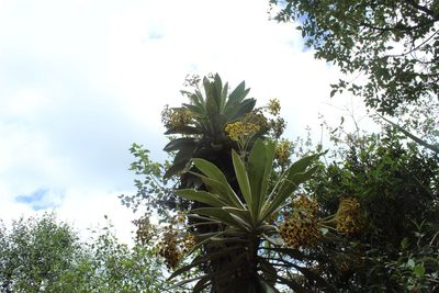 Espeletia pleiochasia, photographed by Andrés Ramírez-Barrera