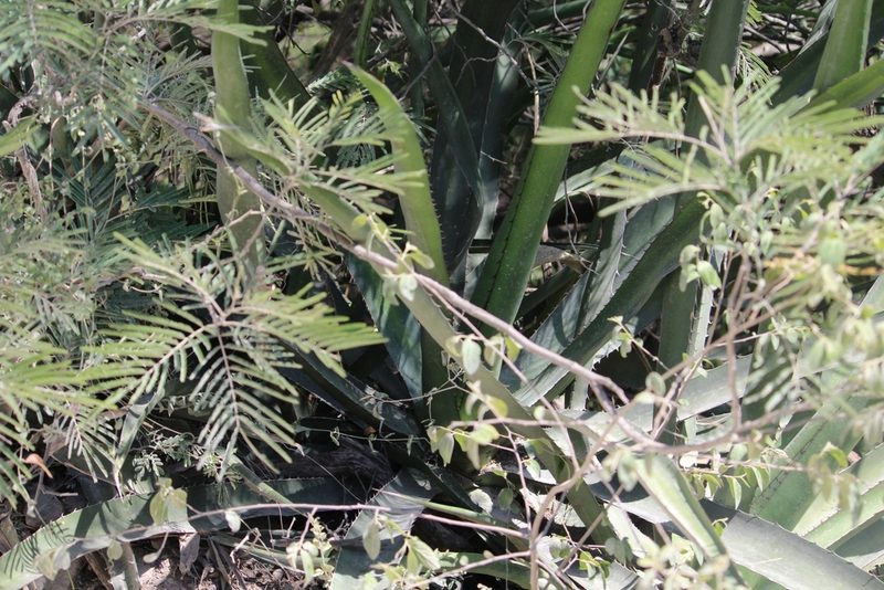 Agave funkiana, photographed by Francisco Martínez González