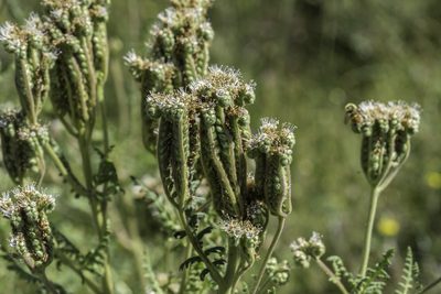 Phacelia alba, photographed by Craig Martin