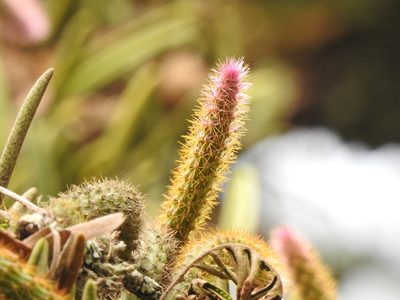 Aporocactus flagelliformis, photographed by Diana Fuentes