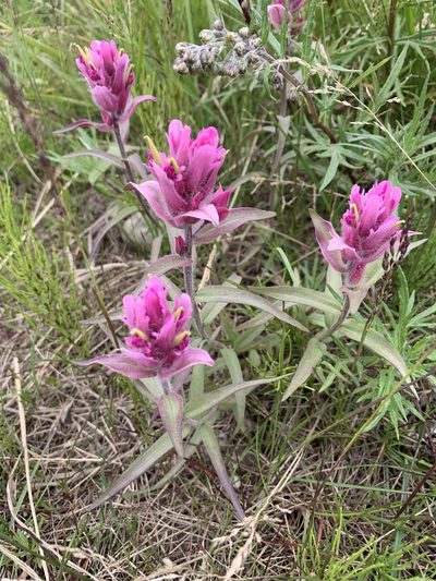Castilleja elegans, photographed by Aerin Jacob