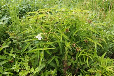 Rubus illecebrosus, photographed by harum.koh