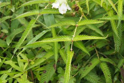 Rubus illecebrosus, photographed by harum.koh