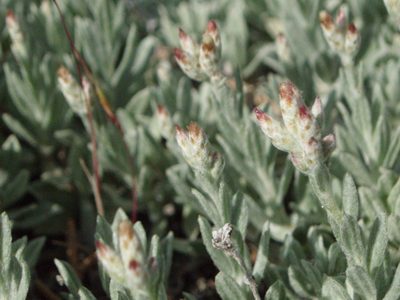 Antennaria geyeri, photographed by Lindsey K. Wise