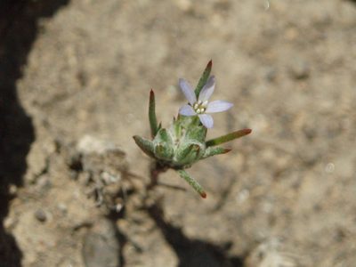 Eriastrum signatum, photographed by Lindsey K. Wise