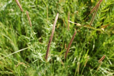 Hordeum brevisubulatum, photographed by Alexander Dubynin