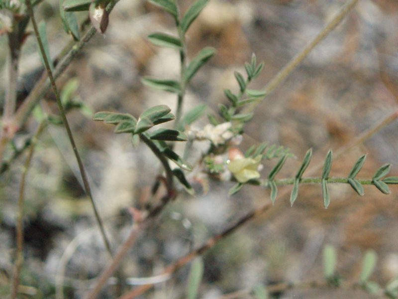 Astragalus misellus, photographed by Lindsey K. Wise
