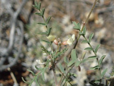 Astragalus misellus, photographed by Lindsey K. Wise