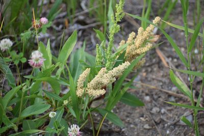 Rumex triangulivalvis, photographed by Syd Cannings