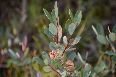 Salix pedicellaris, photographed by Syd Cannings
