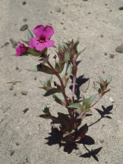 Diplacus deschutesensis, photographed by Lindsey K. Wise