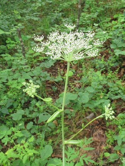 Angelica cincta, photographed by Repina Tatyana