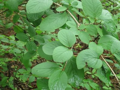 Viburnum burejaeticum, photographed by Repina Tatyana